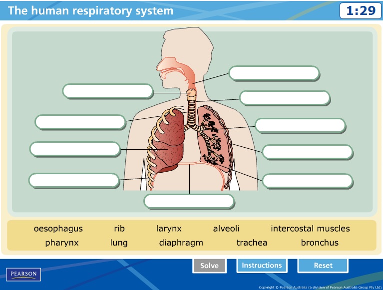 Respiratory System - Year 8 science