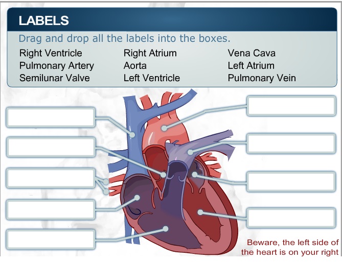 Circulatory System - Year 8 science
